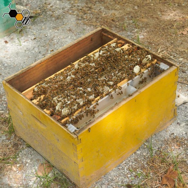 In Hive Feeder