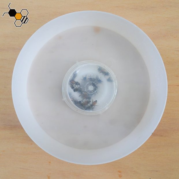 bee top feeder