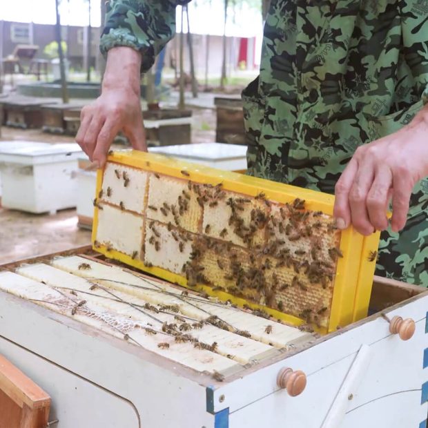 comb honey frames