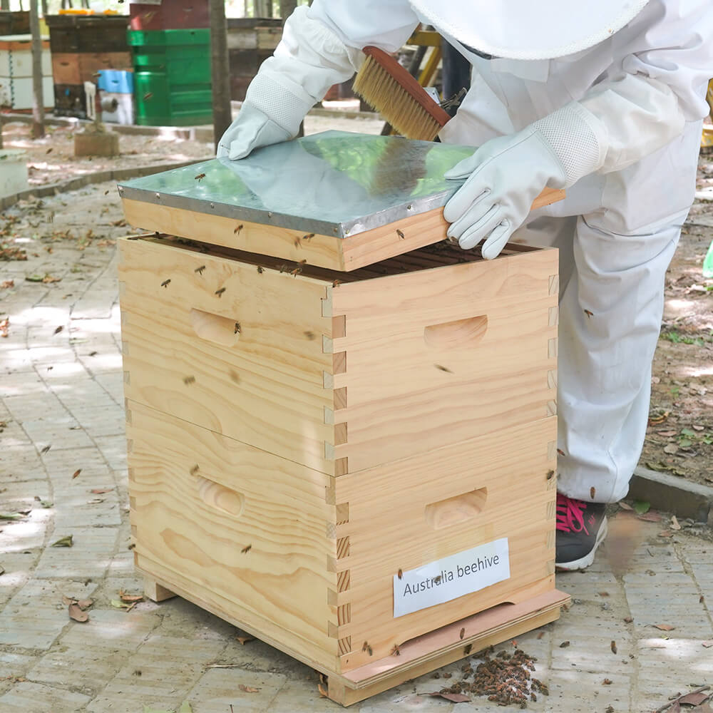 Australian Beehive 