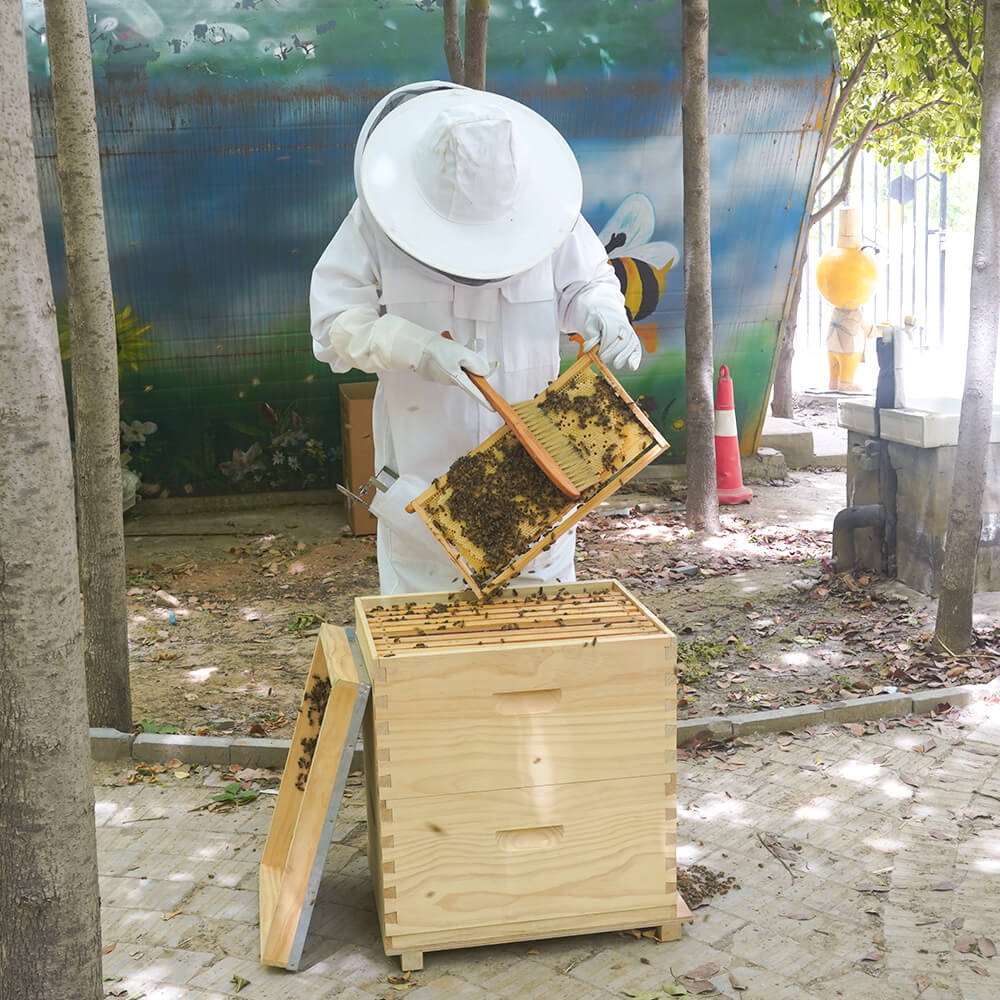 australian native bee hive