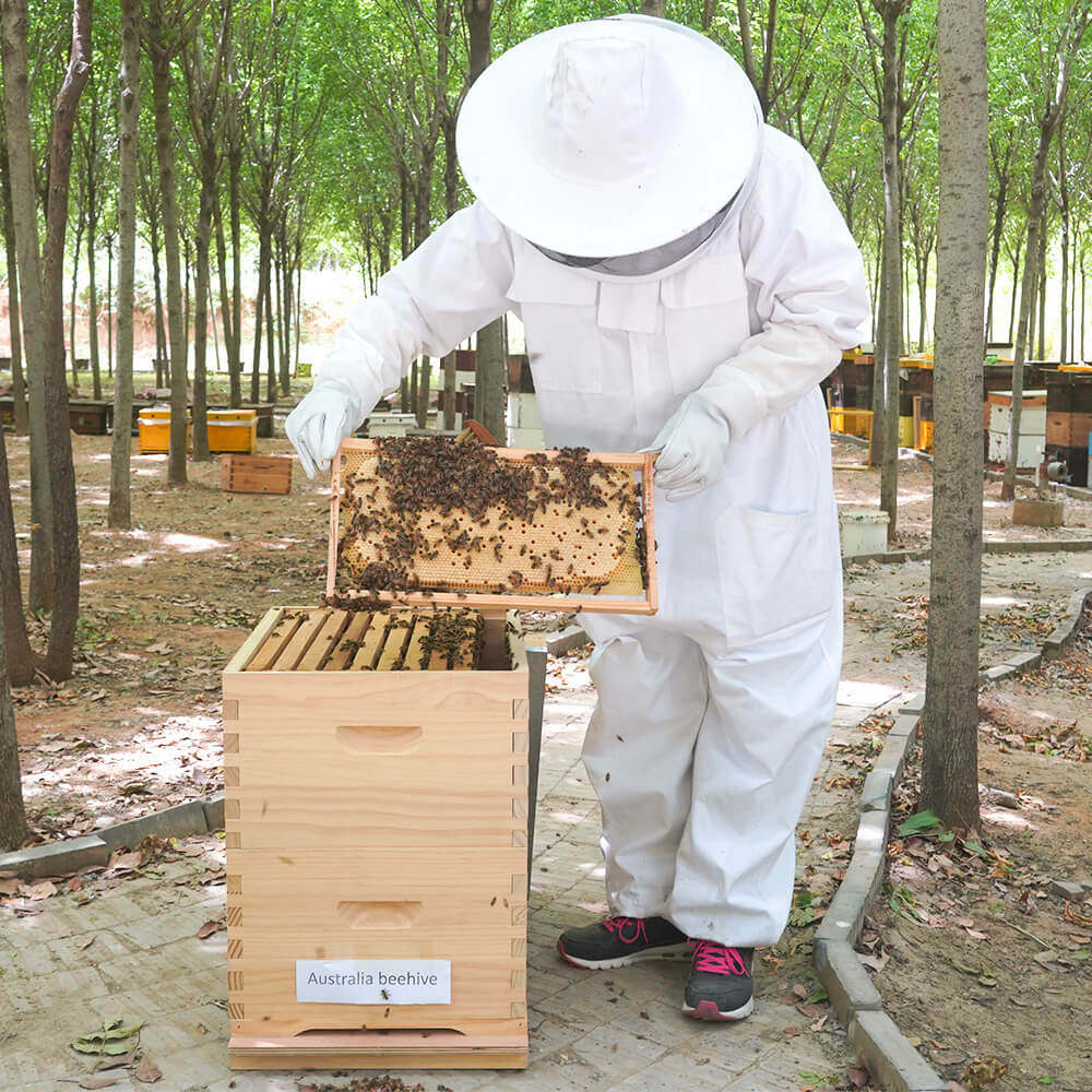 bee hives australia