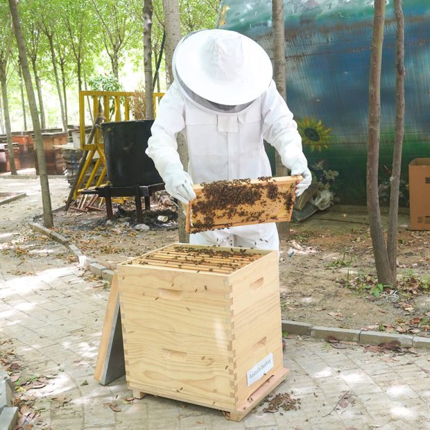 bee boxes australia